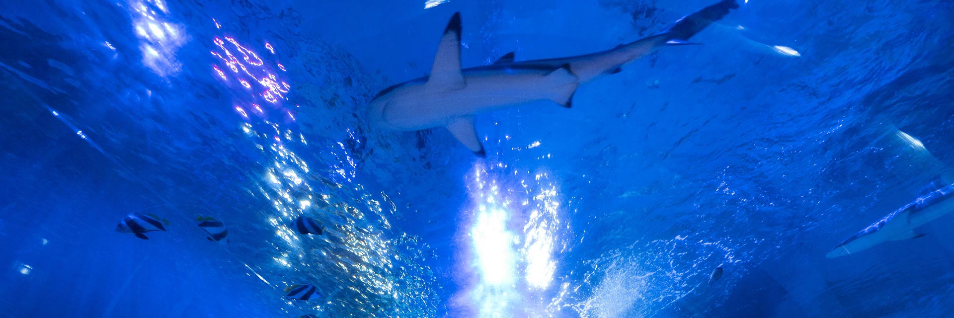 Shark in the ocean tunnel - SEA LIFE Birmingham Aquarium