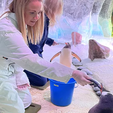 Feeding Penguins At Birmingham 7.5