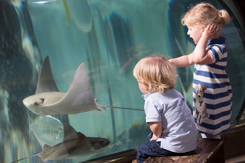 Toddlers in awe of stingrays at SEA LIFE