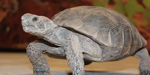 Tortoise | SEA LIFE Arizona Aquarium