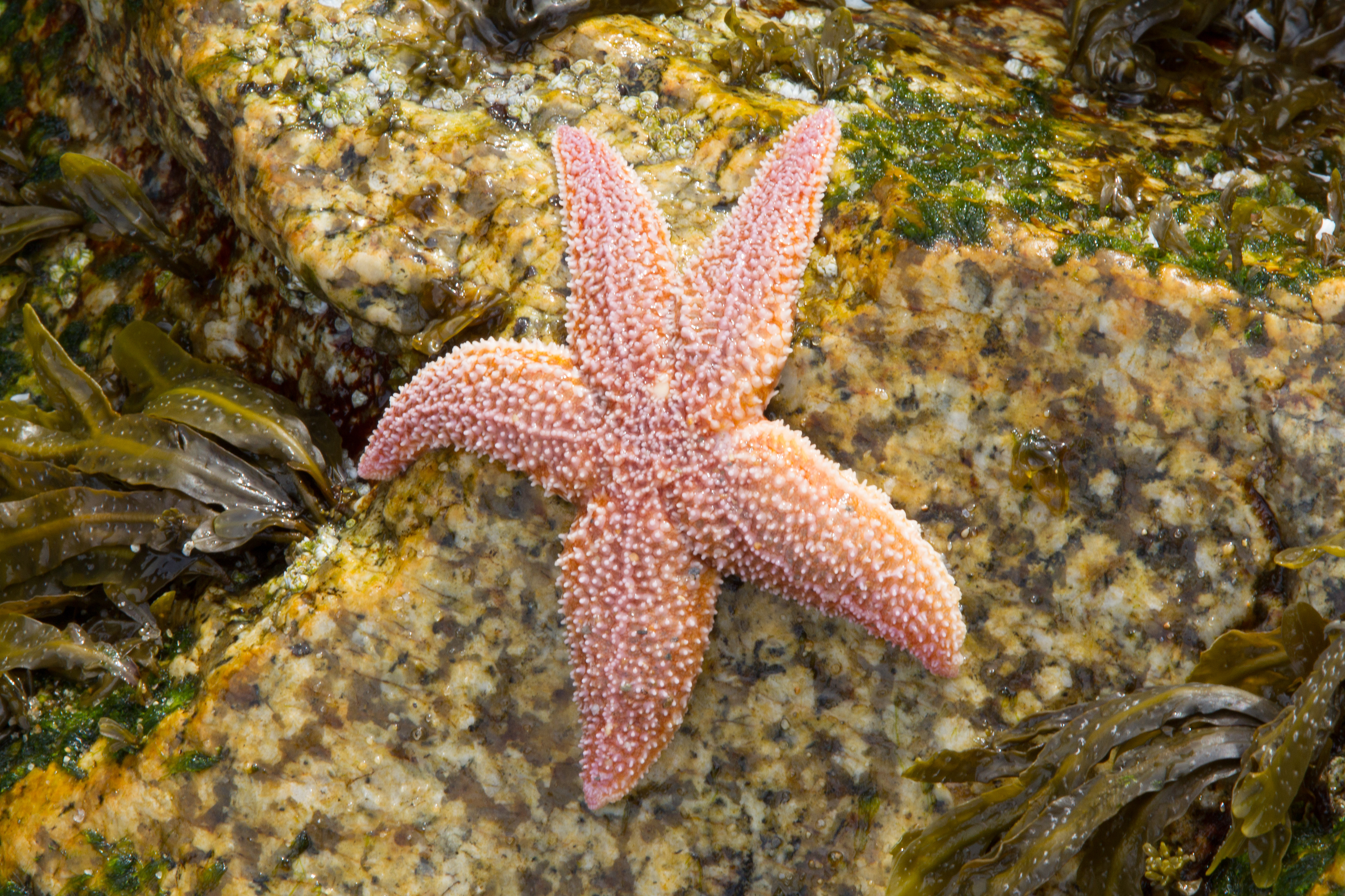 10584 Common Starfish