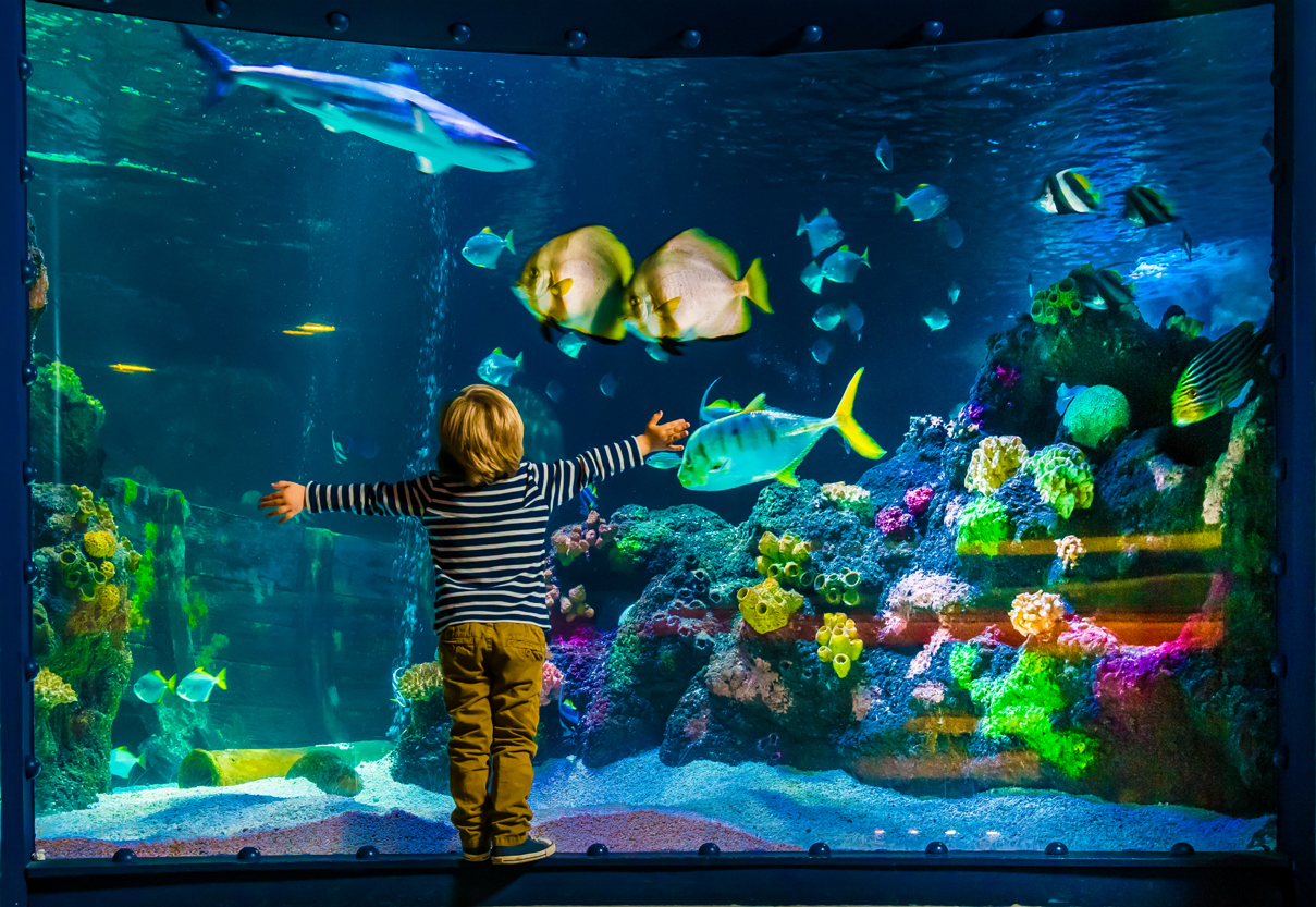 Child in front of an aquarium at SEA LIFE
