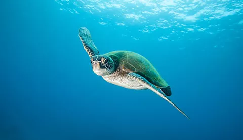 10592 Green Sea Turtle Underwater