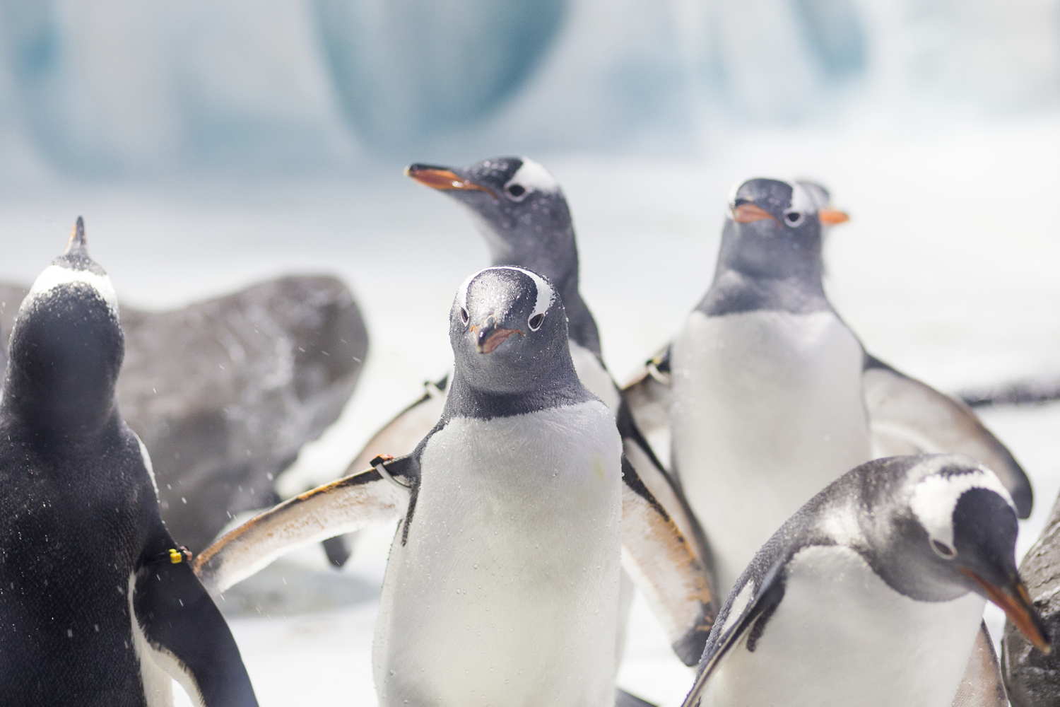 Gentoo Penguins - SEA LIFE Birmingham