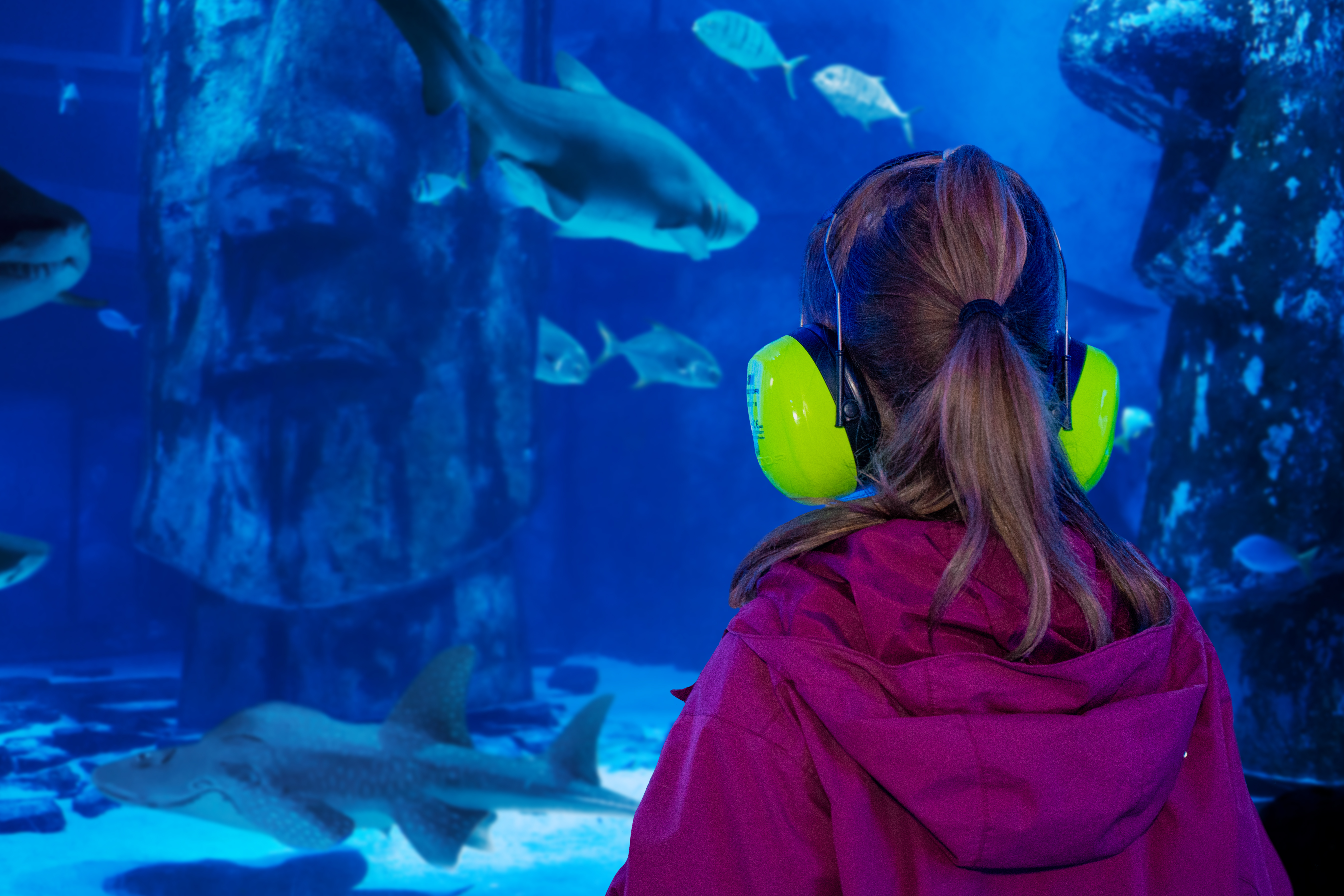 Girl wearing ear defenders looking into aquarium display