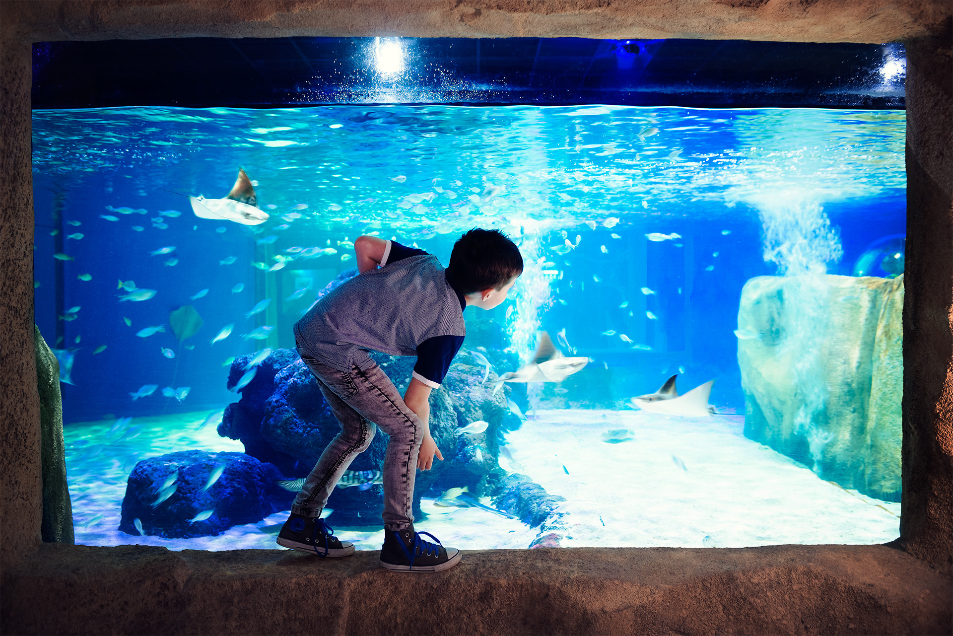 Boy Watching Stingrays in a tank at SEA LIFE