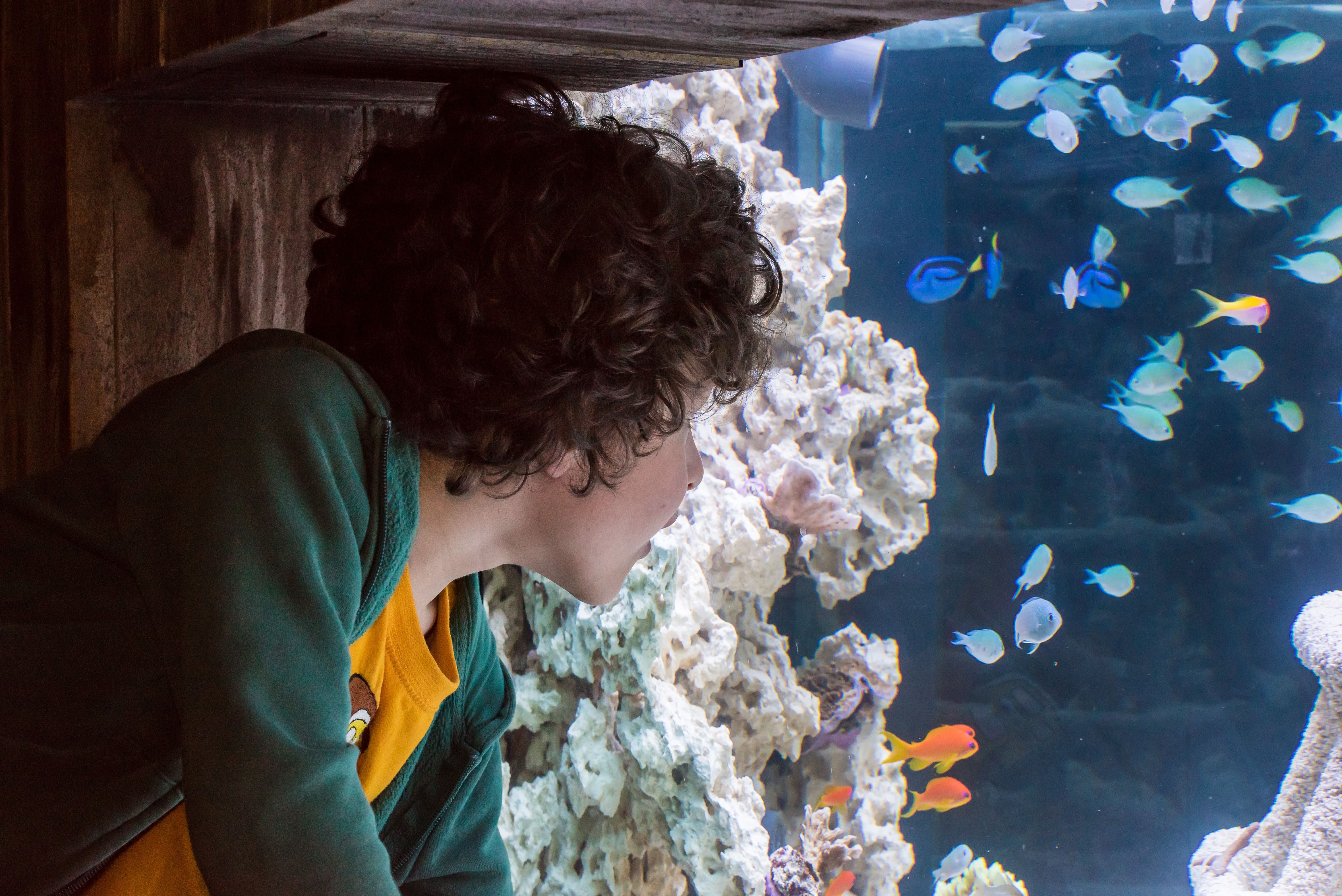 Boy looking at a tank at SEA LIFE aquarium