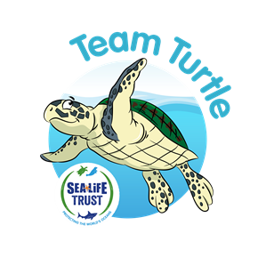 Team Turtle Blue Twist