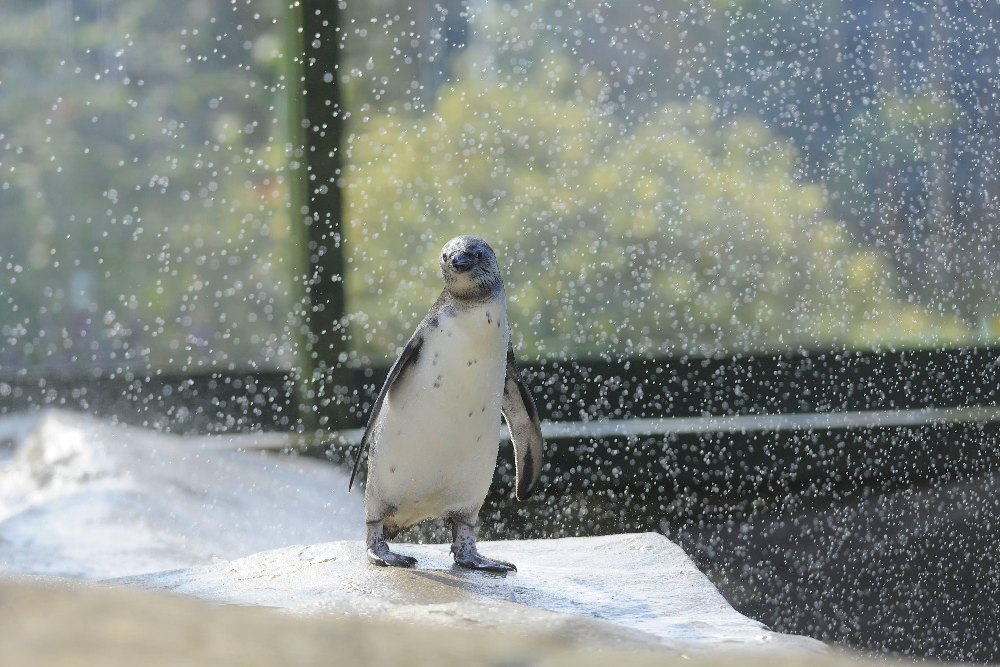 Penguin Shower