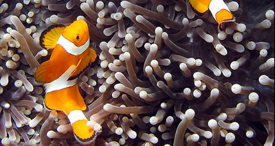 Nemo | SEA LIFE Aquarium
