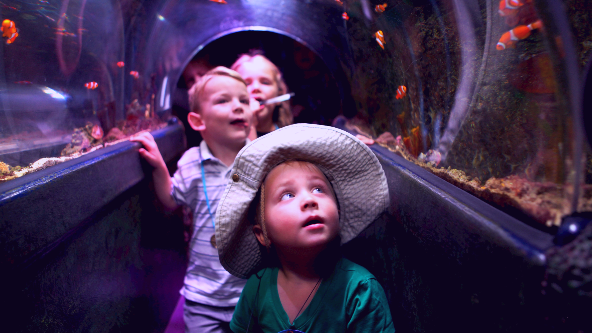 Coral Reef Tunnel at SEA LIFE