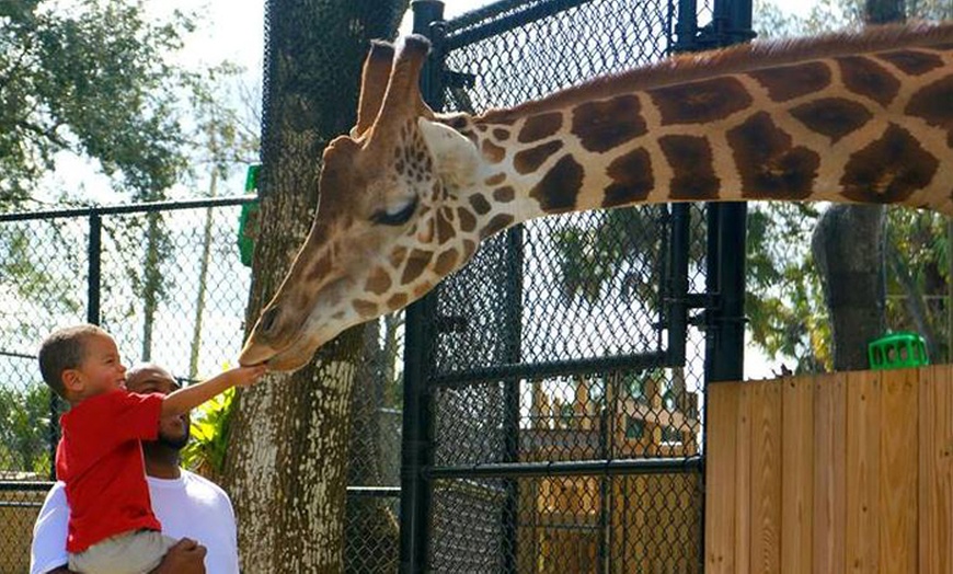 Giraffe at Central Florida Zoo | SEA LIFE Orlando Aquarium