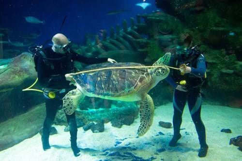 Aquarists Measure The 12M Long Shell Of Phoenix One Of The Enormous 130Kg Rare Green Sea Turtles At The Sea Life London Aquarium As Part Of Their Annual Hea
