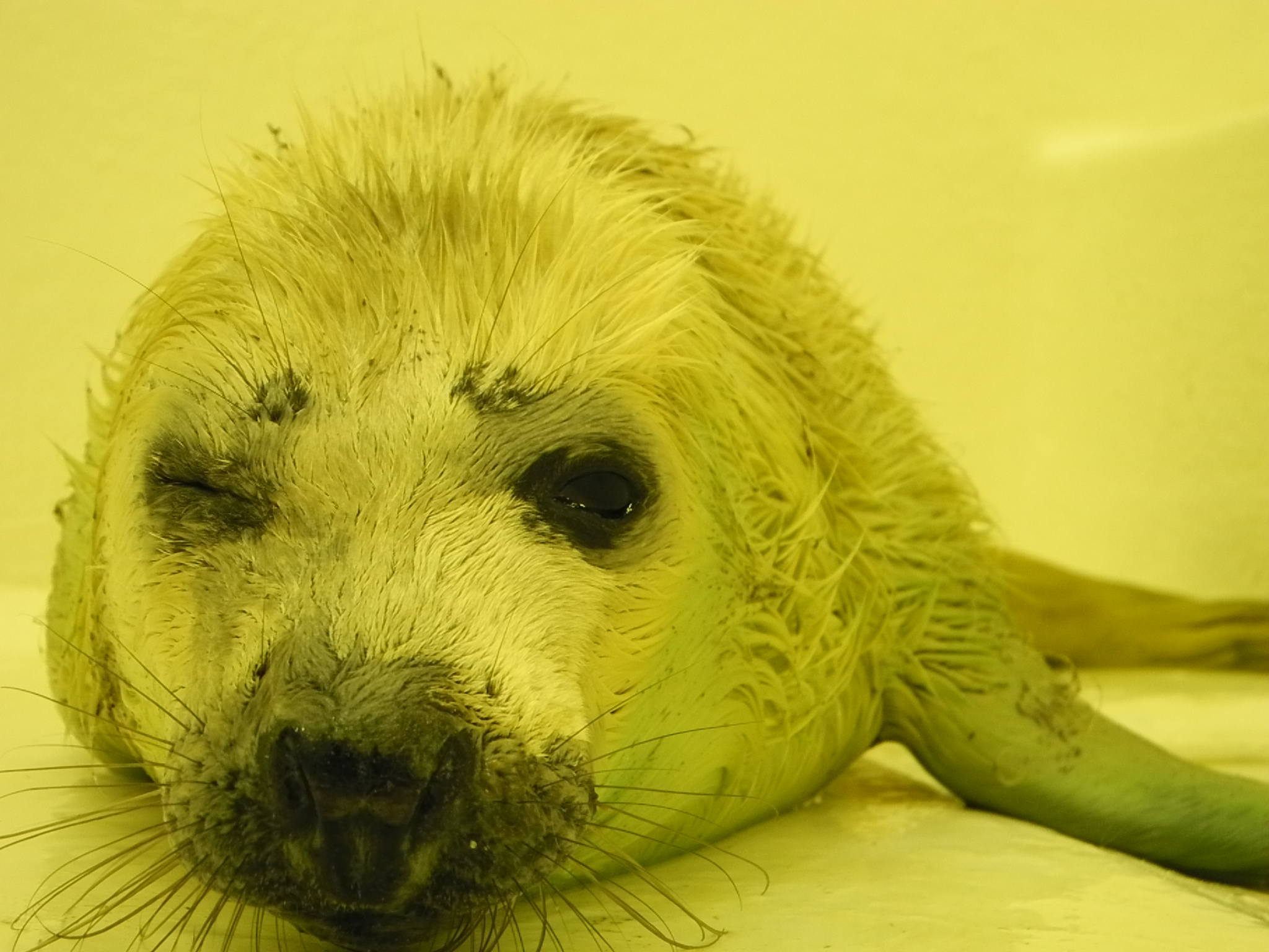 Rescued Seals at SEA LIFE Scarborough