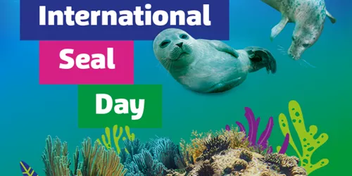 Seal Day Placeholder