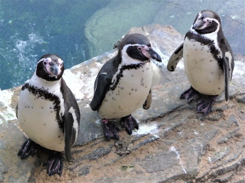3 humbolt pinguins
