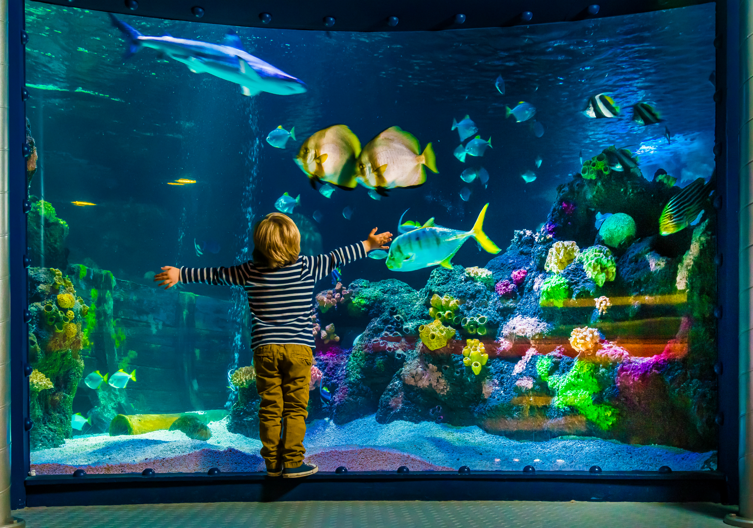 Child In Front Of Aquarium
